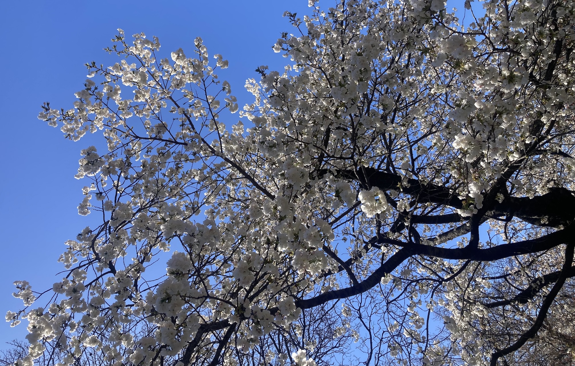 Cerezos en Central Park